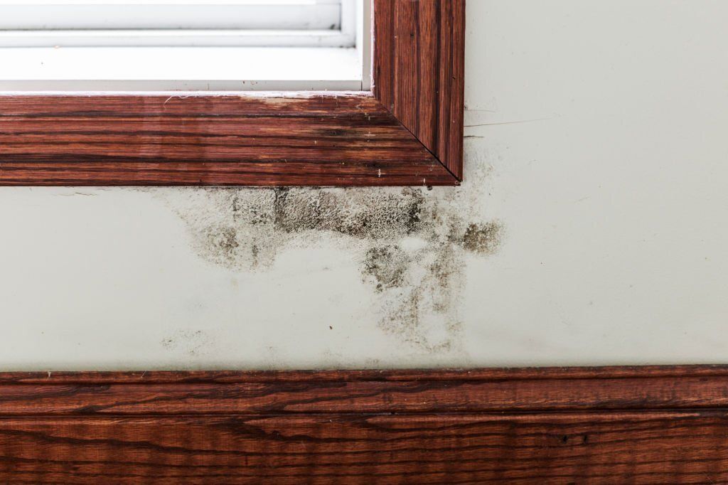 10 Warning Signs of Mold Toxicity That You Must Not Ignore