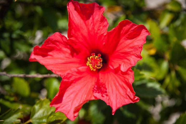 Best Western Hibiscus Supplements for High Blood Pressure